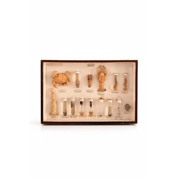 Boîte d'entomologie N. Boubée & Cie