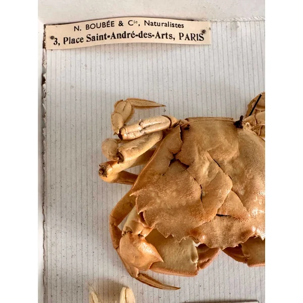 Boîte d'entomologie N. Boubée & Cie