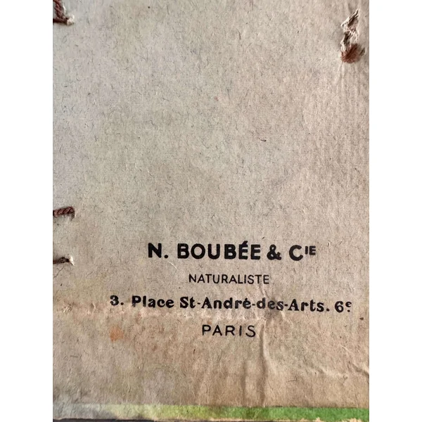 Boîte d'entomologie N. Boubée & Cie
