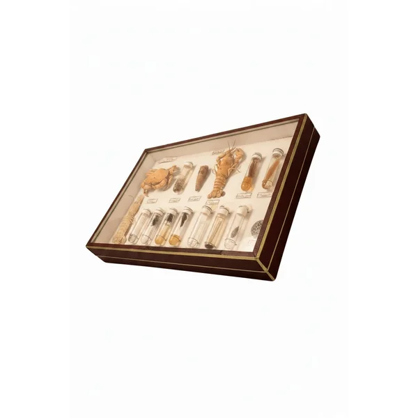 Boîte d'entomologie N. Boubée & Cie