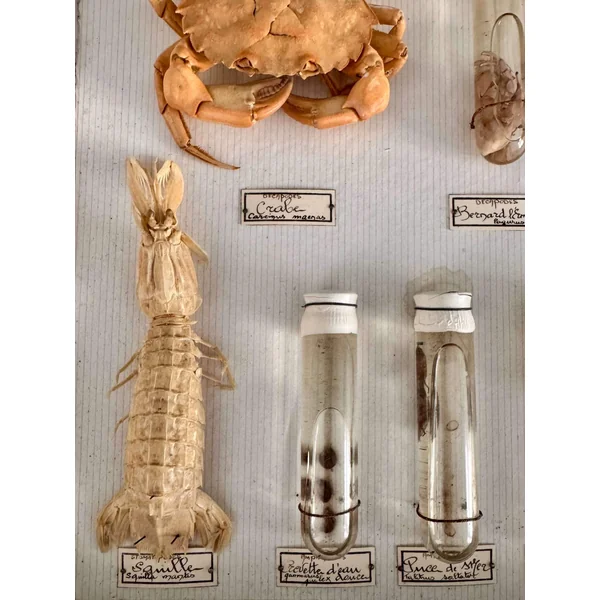 Boîte d'entomologie N. Boubée & Cie