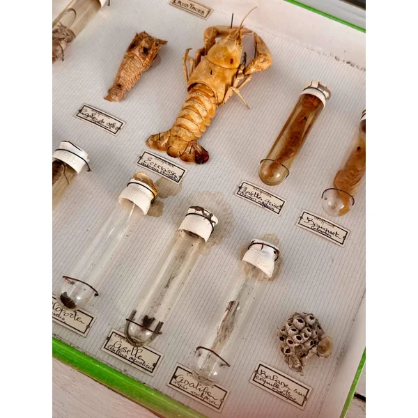 Boîte d'entomologie N. Boubée & Cie