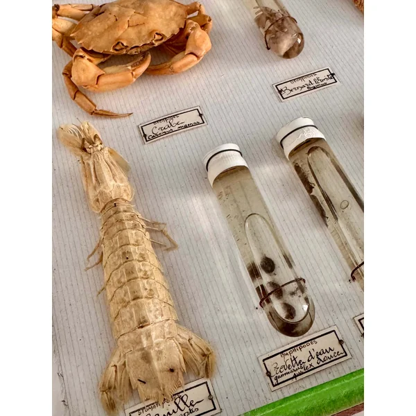 Boîte d'entomologie N. Boubée & Cie