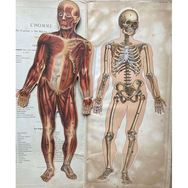 Brochure ancienne "L'Homme" Dr Lelièvre