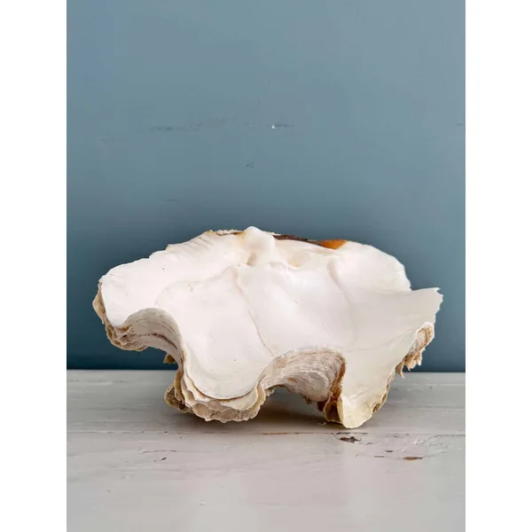 Grand bénitier tridacne XXème