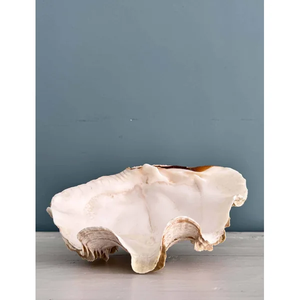 Grand bénitier tridacne XXème