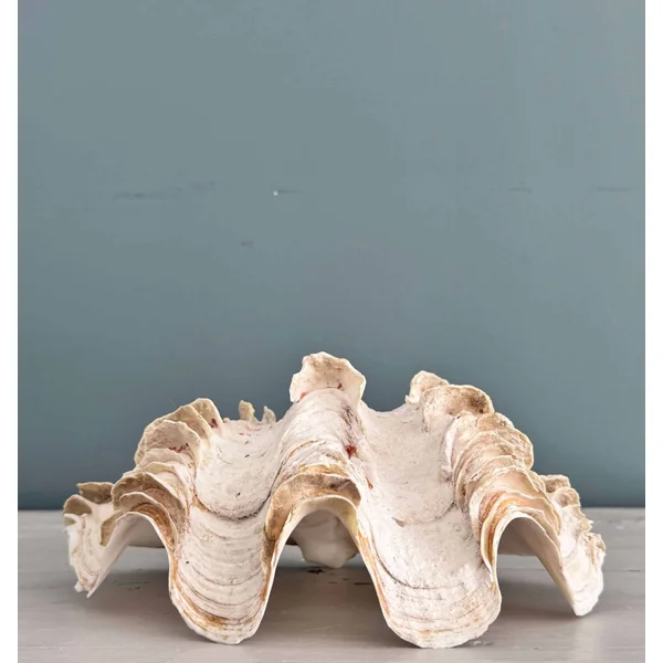 Grand bénitier tridacne XXème