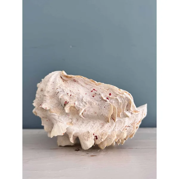 Grand bénitier tridacne XXème