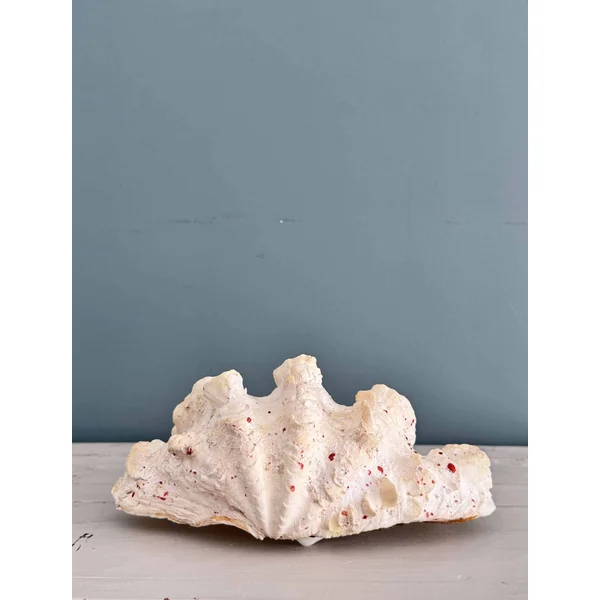 Grand bénitier tridacne XXème