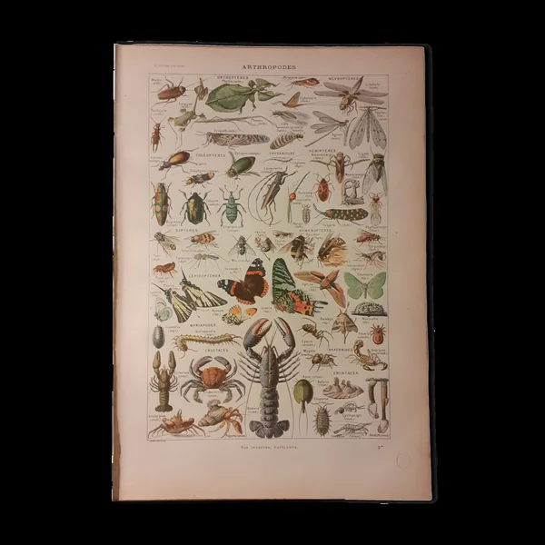 Lithographie sur les arthropodes de 1922
