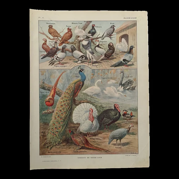 Planche illustrée vintage sur les oiseaux de basse cour - 1920